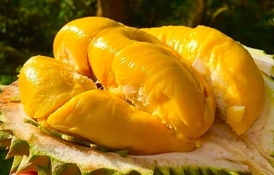 Cách chọn sầu riêng sao cho ngon, ngọt béo không bị sượng?