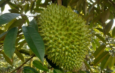 Sầu Riêng Xuất Khẩu Thiện Tâm