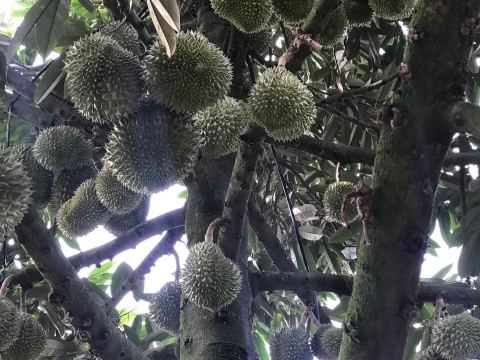 Sầu Riêng Xuất Khẩu Thiện Tâm