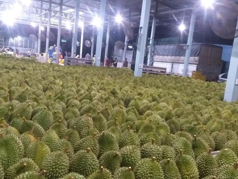 Mít Thái Thiện Tâm
