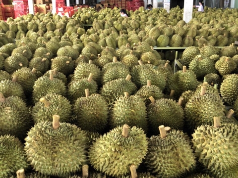 Mít Thái Thiện Tâm