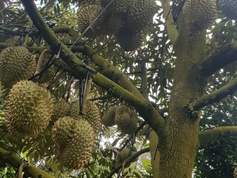 Sầu Riêng Xuất Khẩu Thiện Tâm