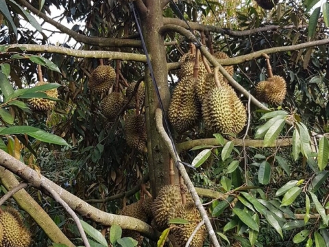 Sầu Riêng Xuất Khẩu Thiện Tâm