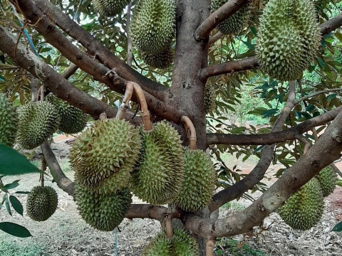 Sầu Riêng Xuất Khẩu Thiện Tâm