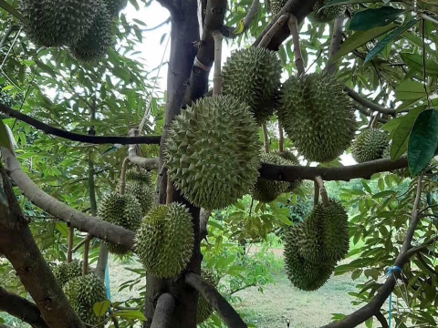 Sầu Riêng Xuất Khẩu Thiện Tâm