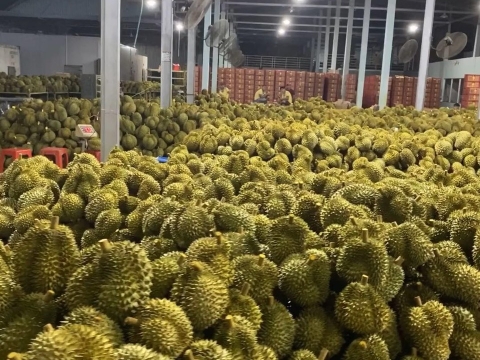 Mít Thái Thiện Tâm