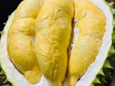 Sầu Riêng Ri 6
