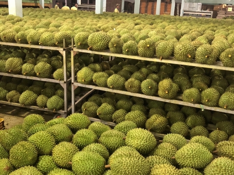 Mít Thái Thiện Tâm