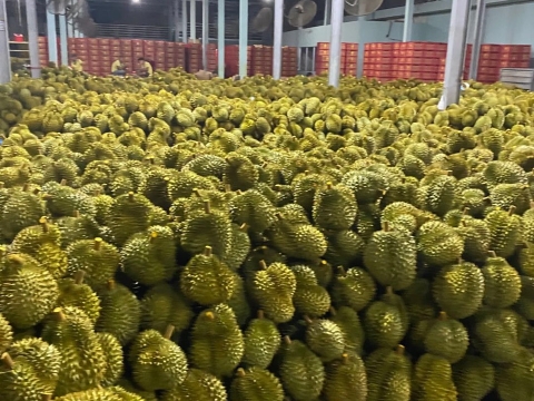 Mít Thái Thiện Tâm