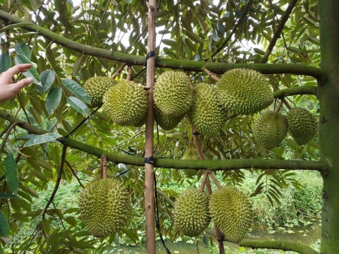 Sầu Riêng Xuất Khẩu Thiện Tâm