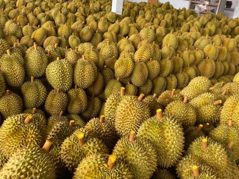 Mít Thái Thiện Tâm